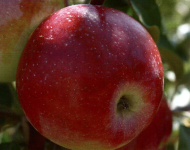 سیب گالا (Gala apple)