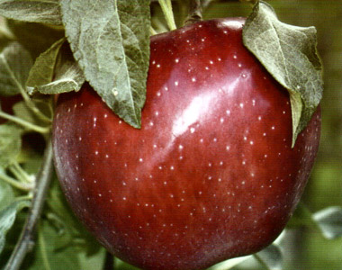 سیب رد دلیشز (Red delicious apple)