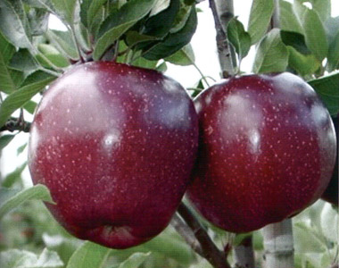 سیب رد استار کینگ (Red star king apple)