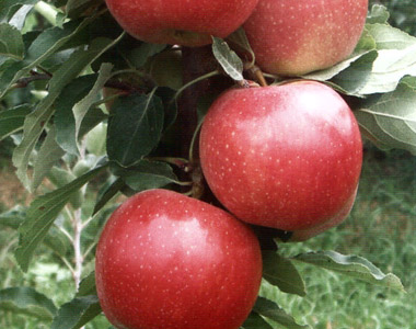 سیب گالا (Gala apple)