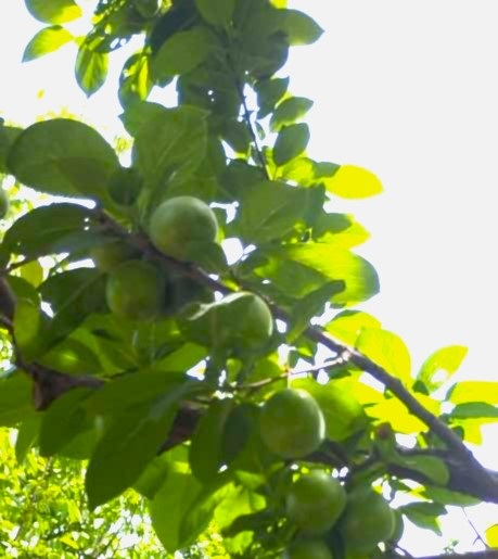 نهال گوجه سبز یزدانی