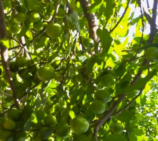 گوجه سبز یزدانی