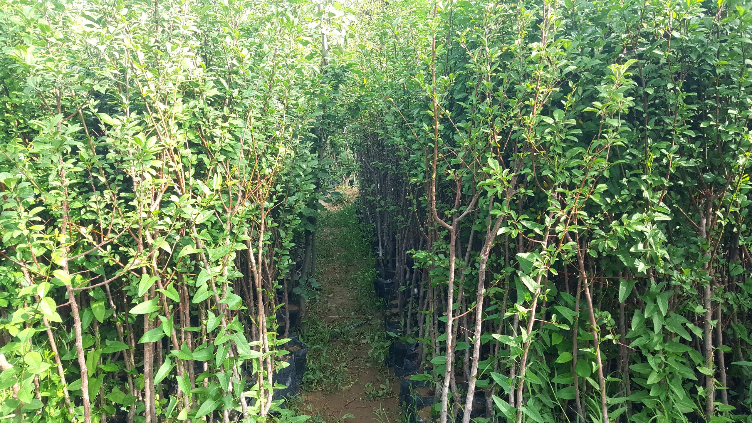 نهال گوجه سبز نرگسی