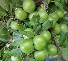 نهال گوجه سبز مراغه